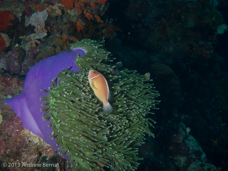 Pine Anemonefish