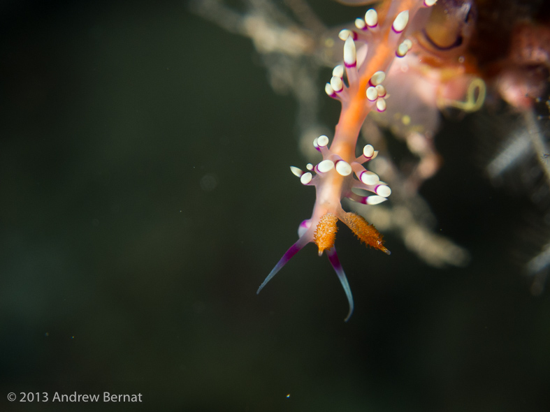 Desirable Flabellina Nudibranch