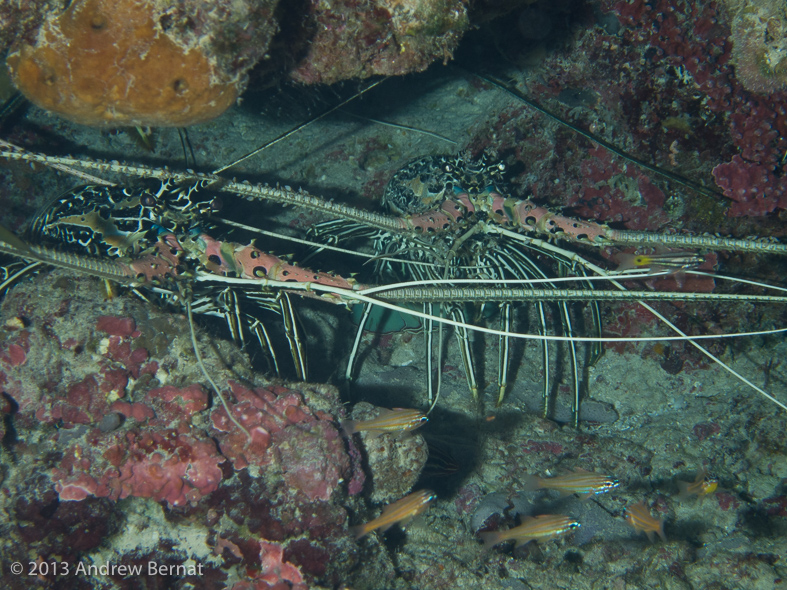 Painted Spiny Lobsters