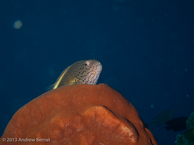 Freckled Hawkfish