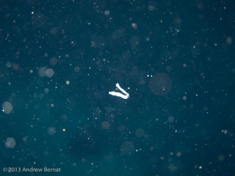 Baby Pipefish