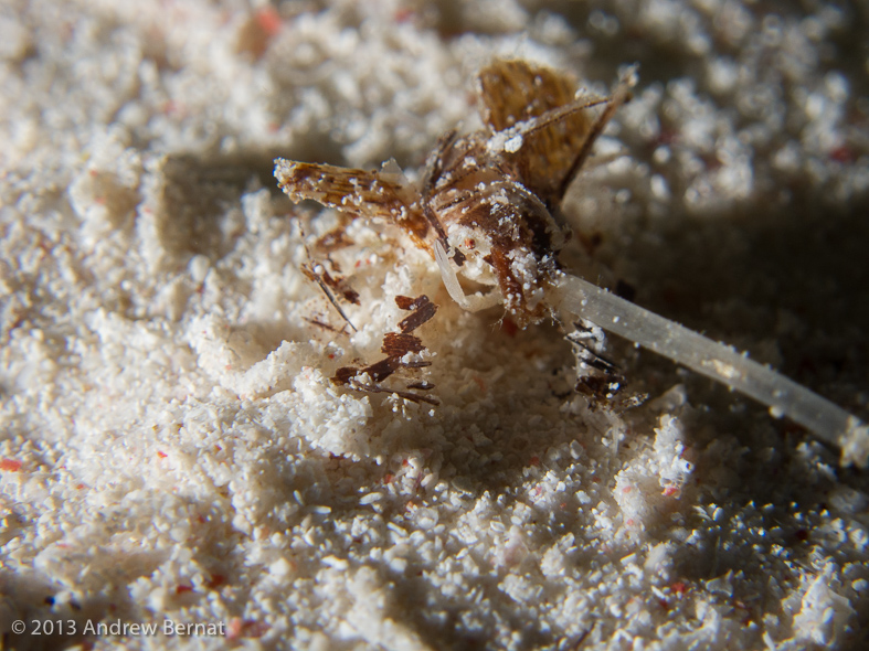 Decorator Boxer Crab