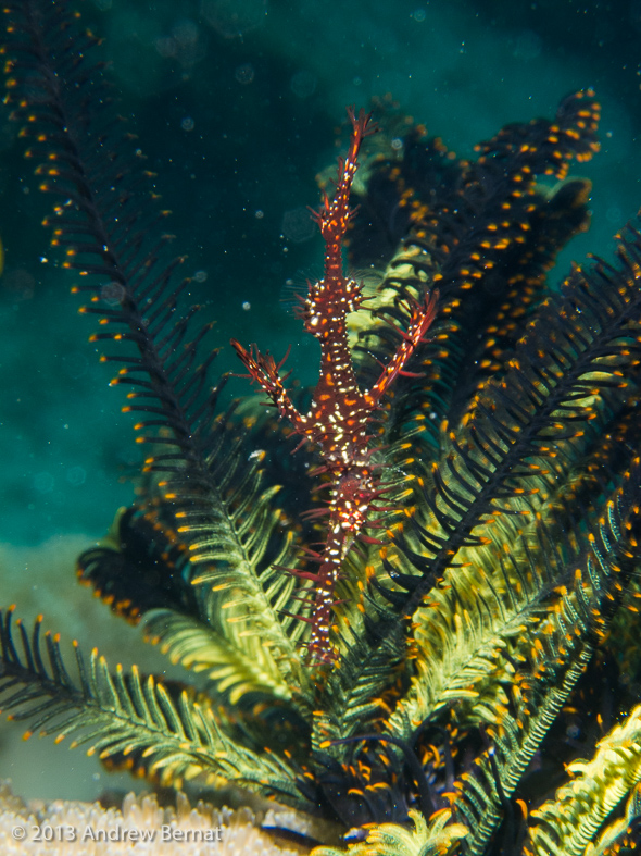 Ornate Ghost Pipefish