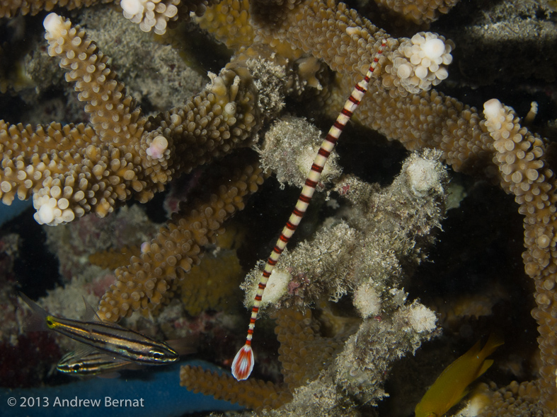 Ringed Pipefish