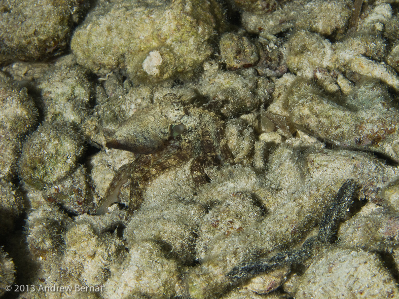 Algae Octopus