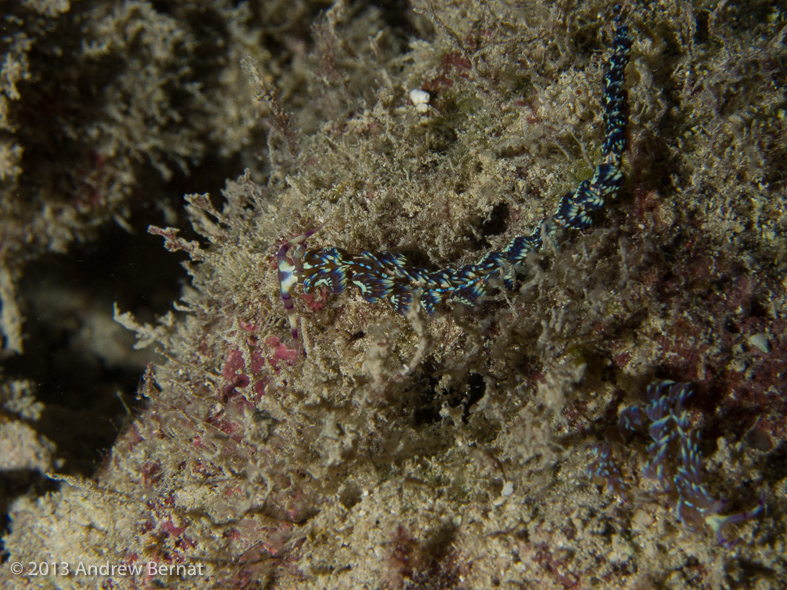 Blue Dragon Nudibranch