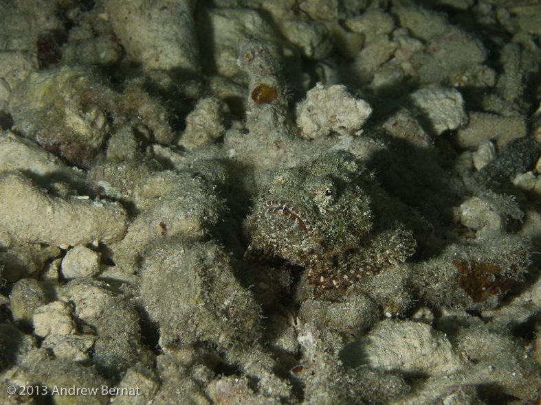 Devil Scorpionfish