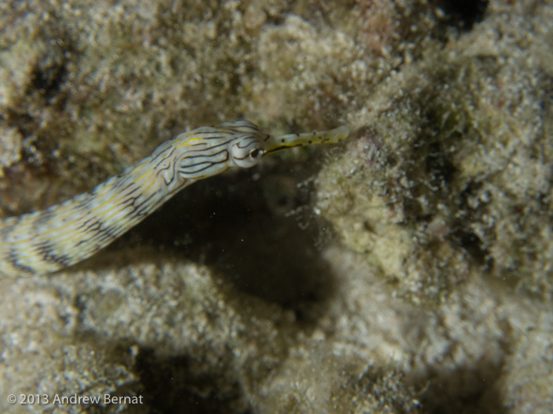 Network Pipefish