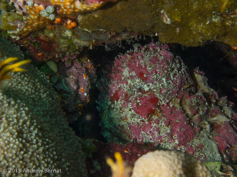 Reef Stonefish