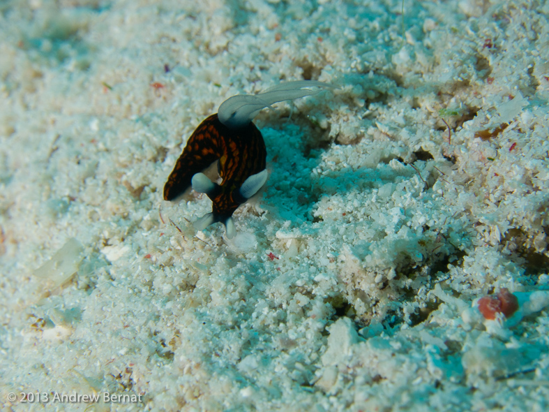 Slender Roboastra Nudibranch