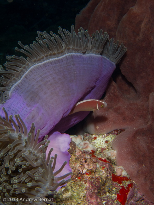 Pink Anemonefish