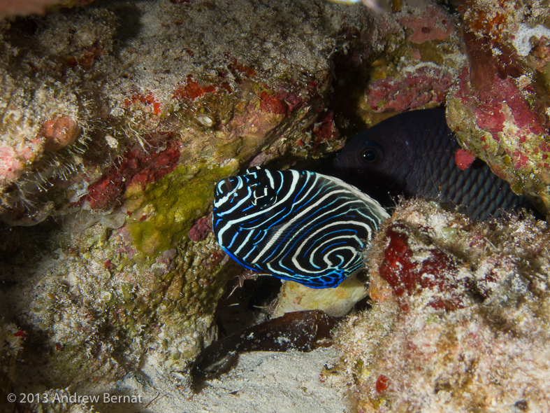 Juvenile Emperor Angelfish