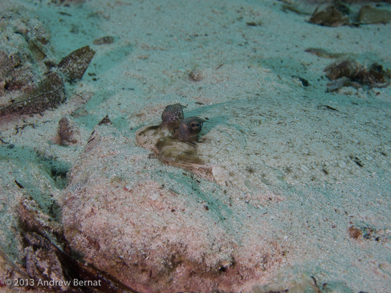 Leopard Flounder