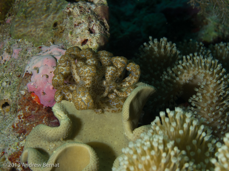 Solar Powered Nudibranch